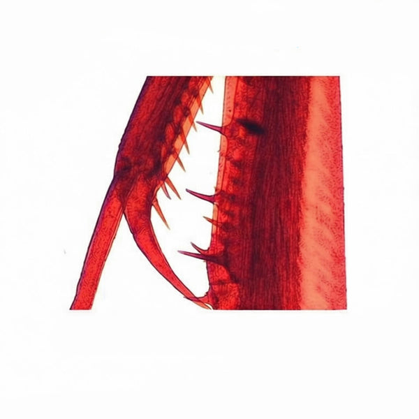 Praying Mantis Tarsal Claw (Catching Foot), Prepared Microscope Slide