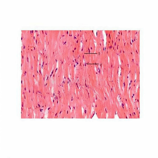 Ox Nuchal Ligament, Microscope Slide - Dr Wong Anatomy