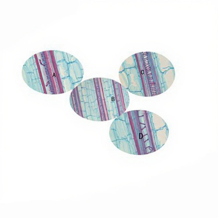 Corn Stem, l.s. Prepared Microscope Slide