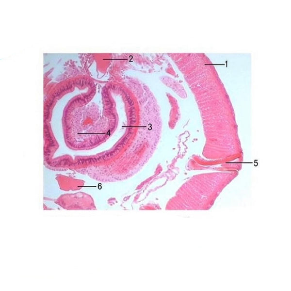 Earthworm, c.s. Prepared Microscope Slide