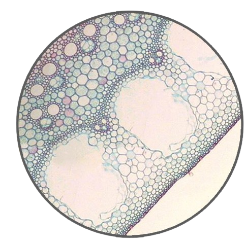 Common Reed Root, c.s. Prepared Microscope Slide - Dr Wong Anatomy