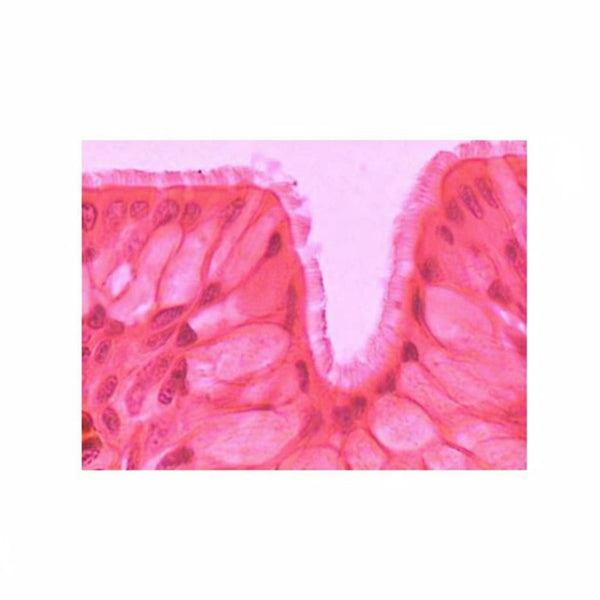 Ciliated Epithelium, Microscope Slide - Dr Wong Anatomy