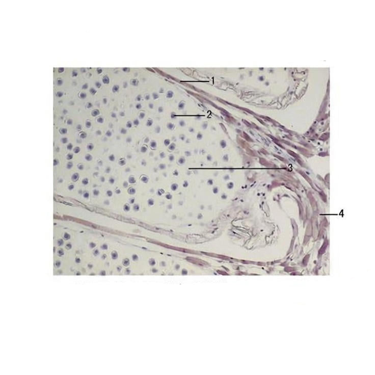 Pine Male Cone, l.s. Prepared Microscope Slide - Dr Wong Anatomy