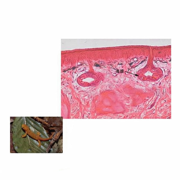 Newt Skin (Poison Glands), c.s. Microscope Slide - Dr Wong Anatomy