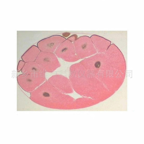 Frog Egg, Late Cleavage Stage, Microscope Slide - Dr Wong Anatomy