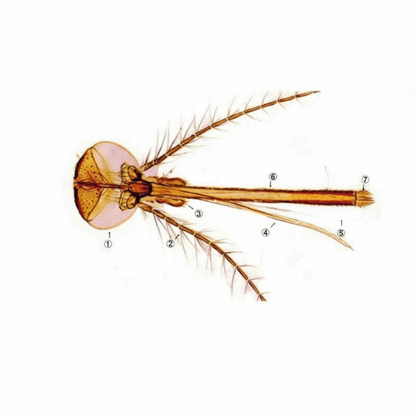 Mosquito Piercing-Sucking Mouthparts, Microscope Slide - Dr Wong Anatomy