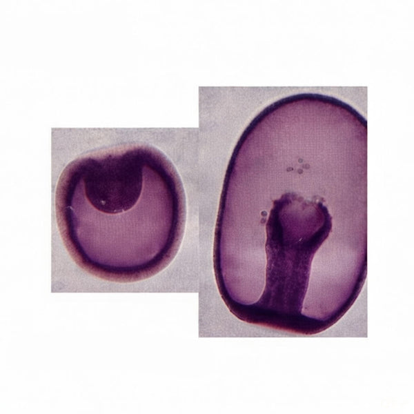 Sea Star Gastrula Stage, Prepared Microscope Slide