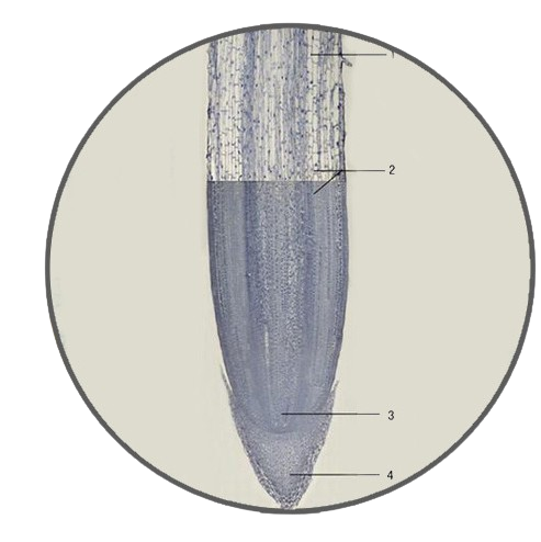 Corn Root Tip, l.s. Prepared Microscope Slide