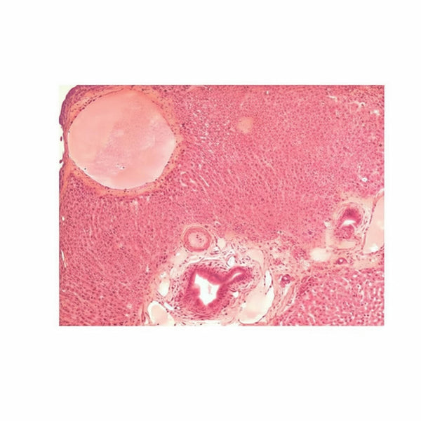 Rabbit Liver, Microscope Slide - Dr Wong Anatomy