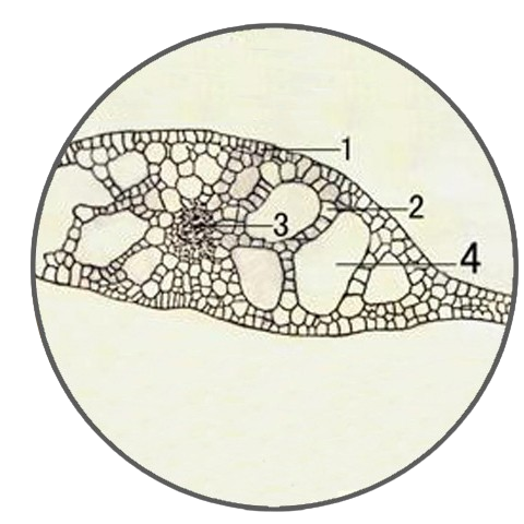 Pondweed Leaf, c.s. Prepared Microscope Slide