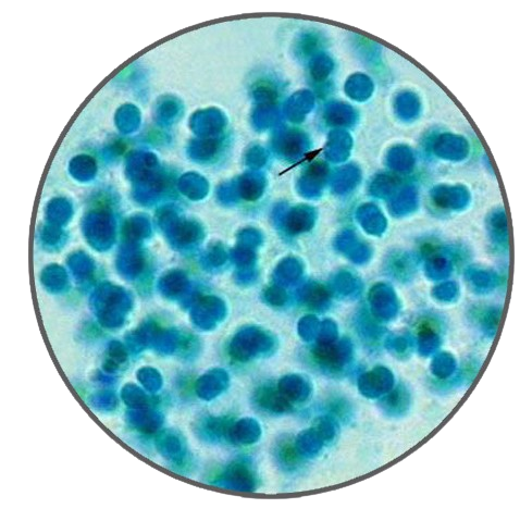 Microcystis, Prepared Microscope Slide