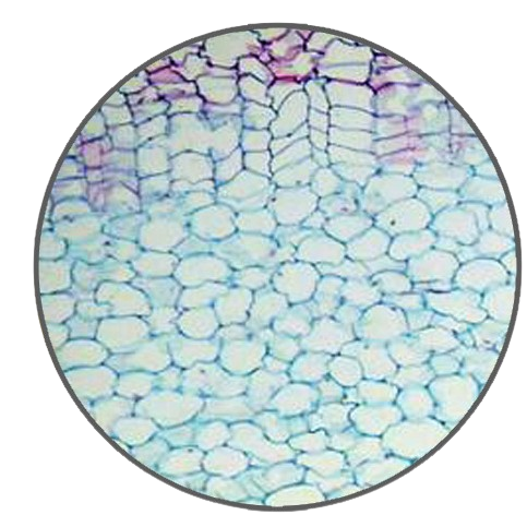 Ginger Rhizome, Prepared Microscope Slide