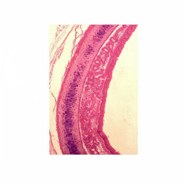 Trachea, l.s. Prepared Microscope Slide