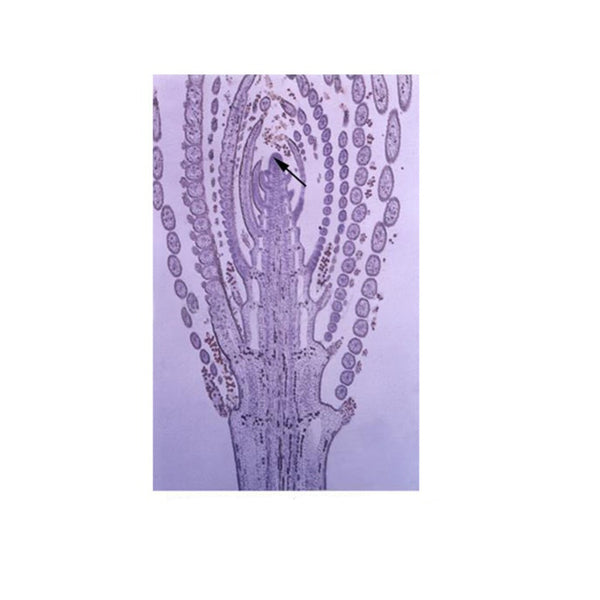 Myriophyllum Stem Tip, l.s. Prepared Microscope Slide