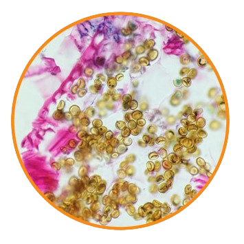 Corn Smut Spores, Prepared Microscope Slide