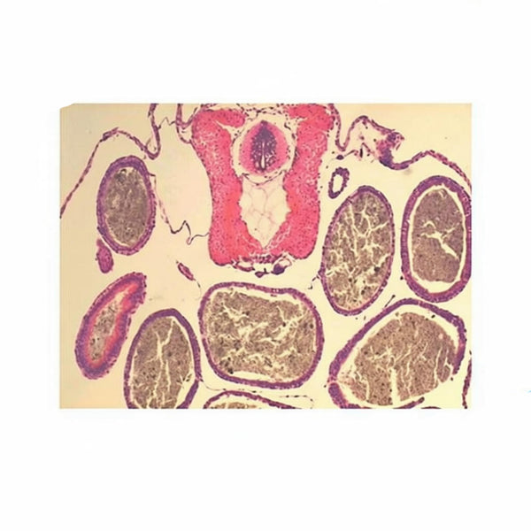 Frog Tadpole Abdominal Region, c.s. Microscope Slide - Dr Wong Anatomy
