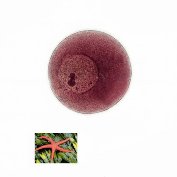 Sea Star Embryo Stage, Prepared Microscope Slide