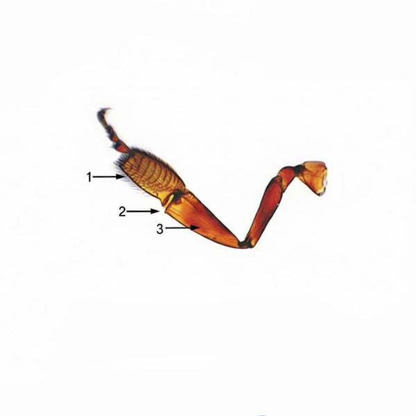 Honey Bee Third Pair of Legs (Hind Legs), Microscope Slide - Dr Wong Anatomy