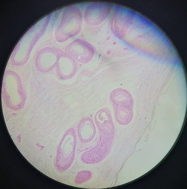 Epididymis, Microscope Slide - Dr Wong Anatomy