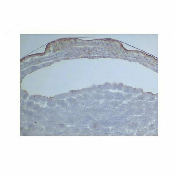 Frog Neural Plate Stage, Microscope Slide - Dr Wong Anatomy