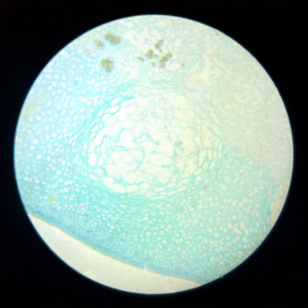 Orange Pericarp (Secretory Cavities), Prepared Microscope Slide