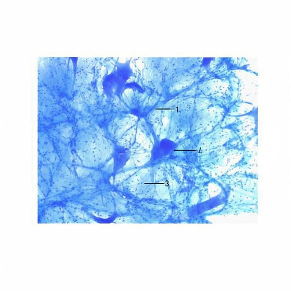 Ox Spinal Cord Smear, Microscope Slide - Dr Wong Anatomy