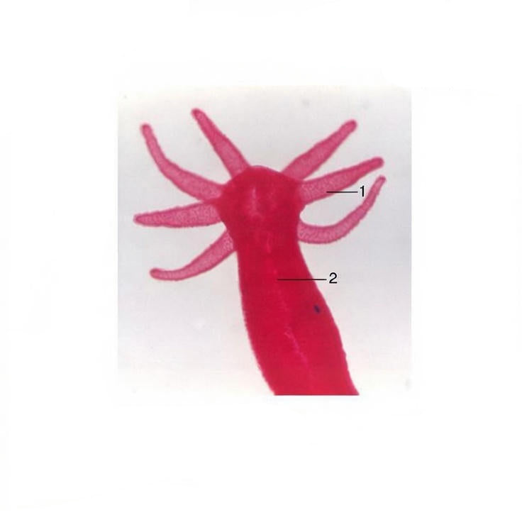 Hydra, Prepared Microscope Slide
