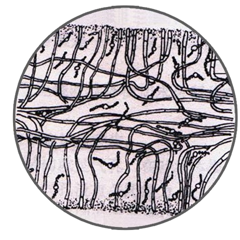Lichen, Thallus Section (Crustose), Prepared Microscope Slide
