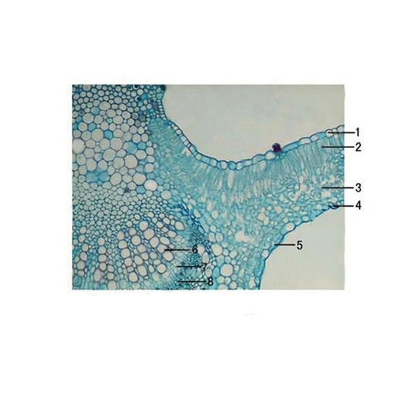 Cotton Leaf, c.s. Prepared Microscope Slide
