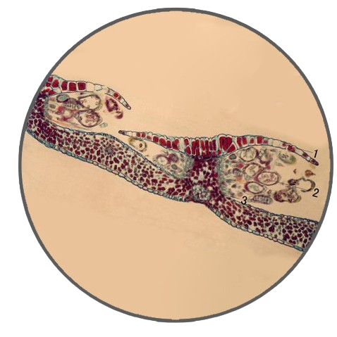 Fern Sporophyll, Prepared Microscope Slide