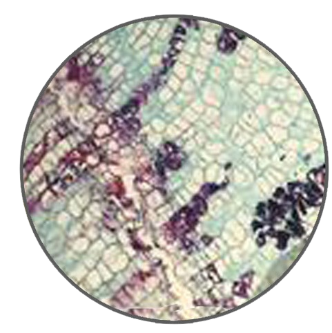 Cotton Abscission Zone, Prepared Microscope Slide