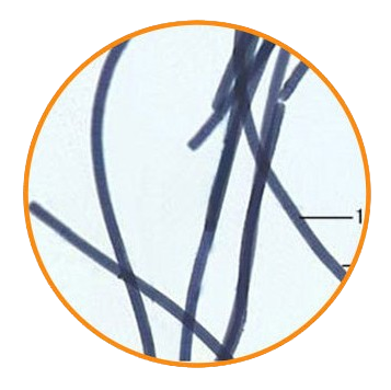 Oscillatoria, Prepared Microscope Slide