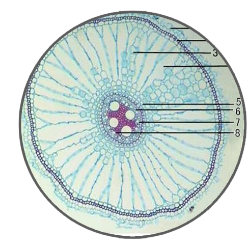 Mature Rice Root, c.s. Prepared Microscope Slide - Dr Wong Anatomy