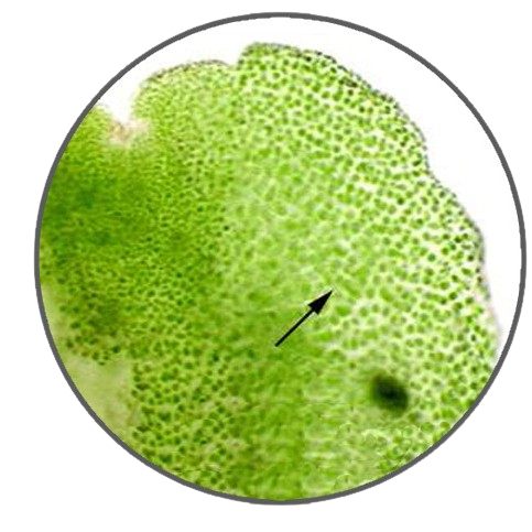 Anthoceros Thallus, Prepared Microscope Slide