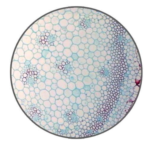 Spider Plant Aerial Root, c.s. Prepared Microscope Slide