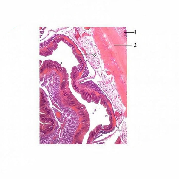 Earthworm, l.s. Prepared Microscope Slide