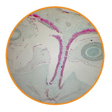 Forsythia Pericarp, Prepared Microscope Slide - Dr Wong Anatomy