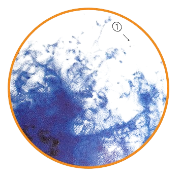 Actinomycetes, Prepared Microscope Slide