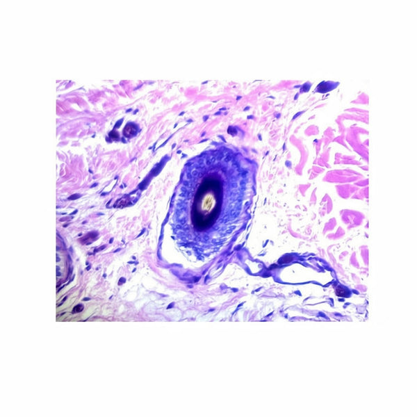 Human Skin with Sweat Glands, Microscope Slide - Dr Wong Anatomy