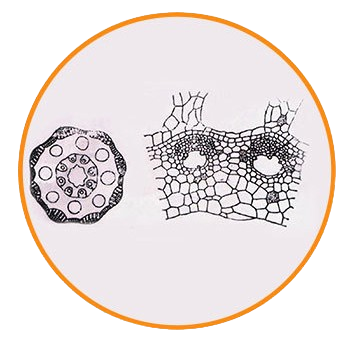 Selaginella Stem, c.s. Prepared Microscope Slide