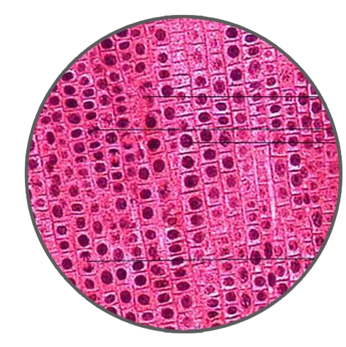 Onion Root Tip (Showing Mitosis), l.s. Prepared Microscope Slide