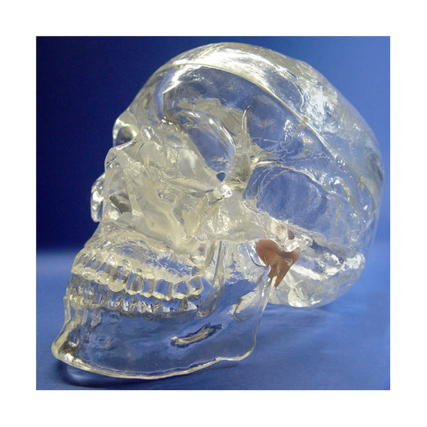Transparent Skull Model, 3 Parts