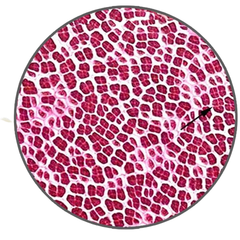 Porphyra Carpospores, Prepared Microscope Slide