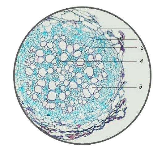Mature Broad Bean Root, c.s. Prepared Microscope Slide - Dr Wong Anatomy