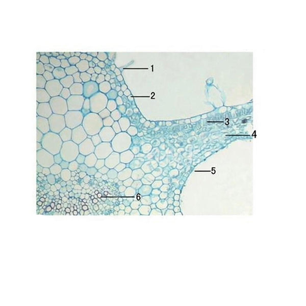 Tobacco Leaf, c.s. Prepared Microscope Slide