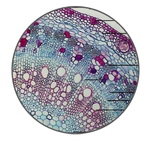 Mature Cotton Stem, c.s. Prepared Microscope Slide