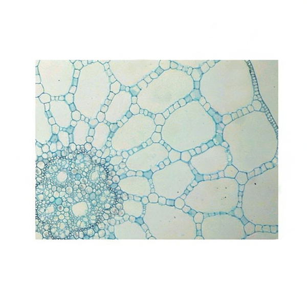 Shepherd's Purse Stem, c.s. Prepared Microscope Slide