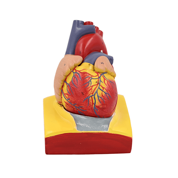Human Heart Model on Diaphragm Base