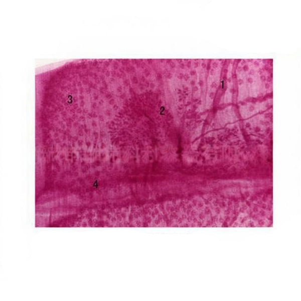 Taenia solium Mature Proglottid, Prepared Microscope Slide