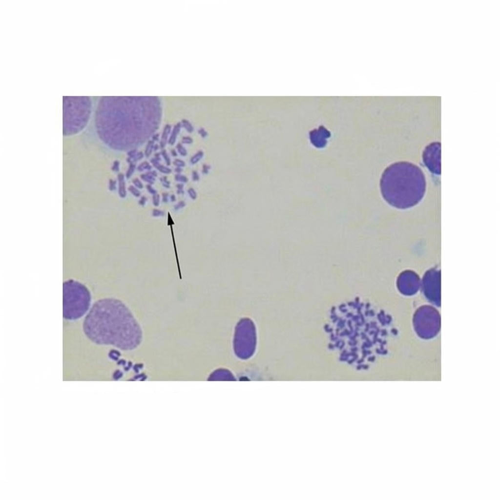 Rat Chromosome, Microscope Slide - Dr Wong Anatomy